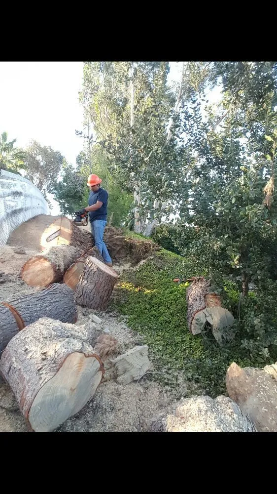 Custom yard maintenance in Escondido, CA by Rising Oak Tree Service & Landscaping