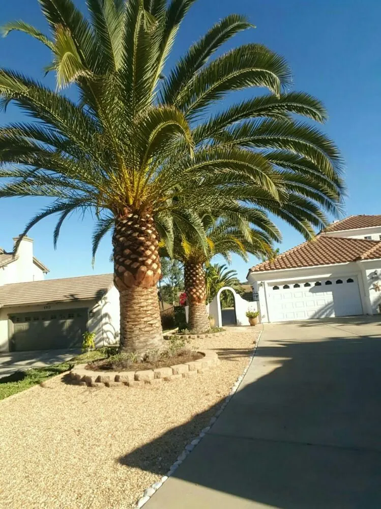 Top-rated yard maintenance in Escondido, CA - Rising Oak Tree Service & Landscaping