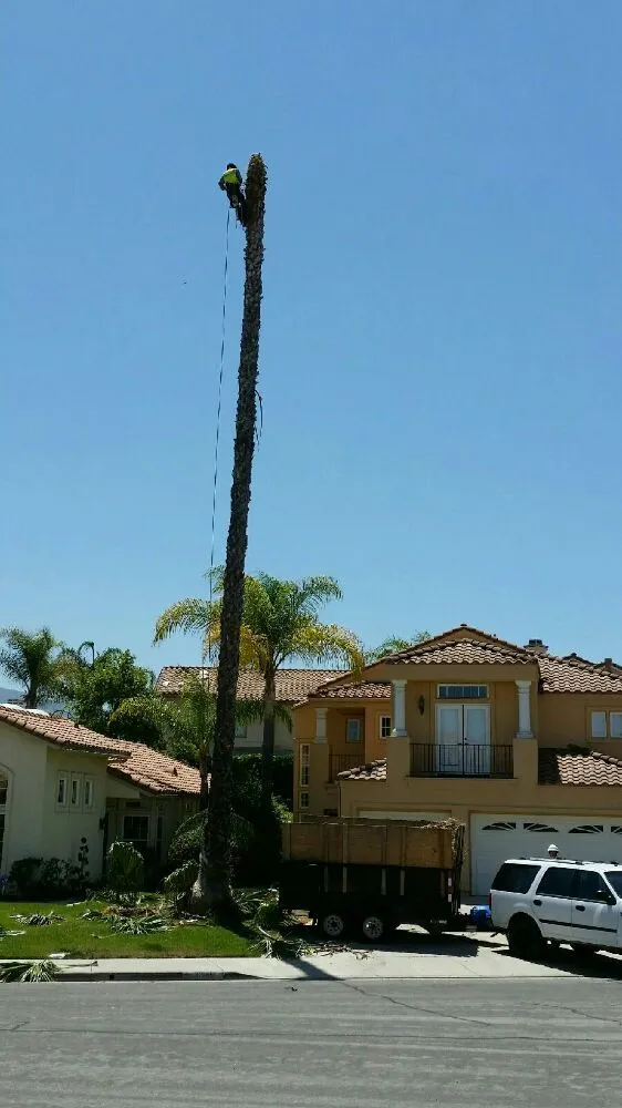 Reliable yard maintenance for beautiful yards in Escondido, CA by Rising Oak Tree Service & Landscaping