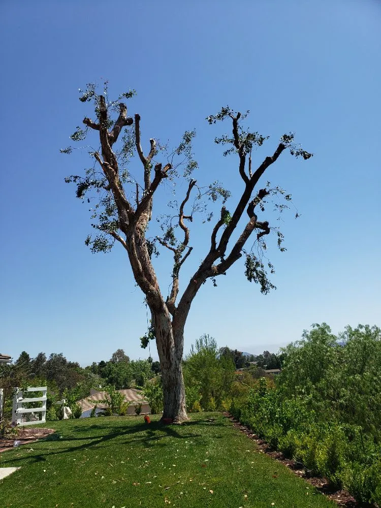 Custom yard maintenance in Escondido, CA - Rising Oak Tree Service & Landscaping