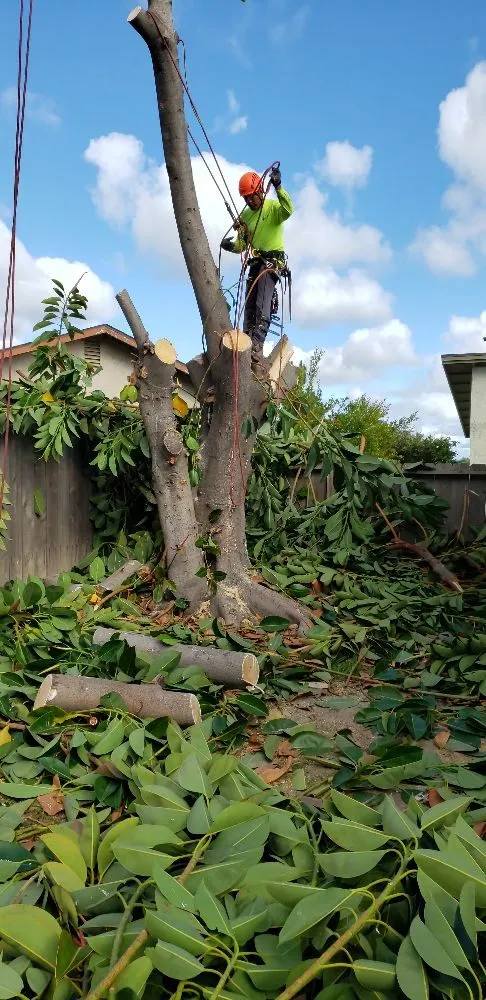 Expert lawn care service with custom design across Escondido, CA - Rising Oak Tree Service & Landscaping