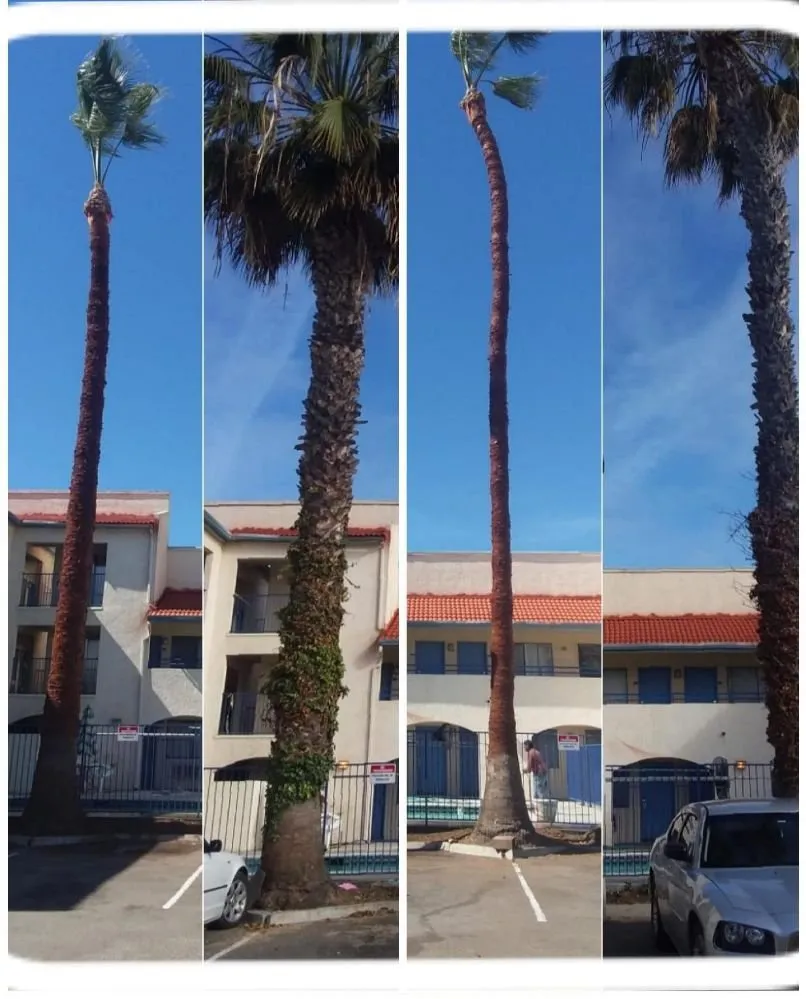 Reliable lawn mowing service for residential properties in Escondido, CA by Rising Oak Tree Service & Landscaping