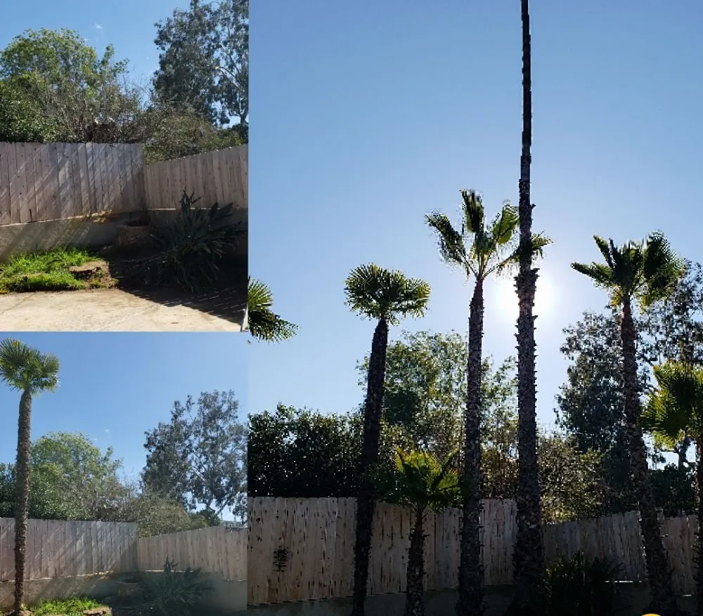 Expert residential landscaping for beautiful yards in Escondido, CA by Rising Oak Tree Service & Landscaping