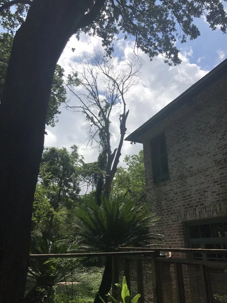 Top-rated residential landscaping for outdoor upgrades across Kenner, LA - Risk Tree Service