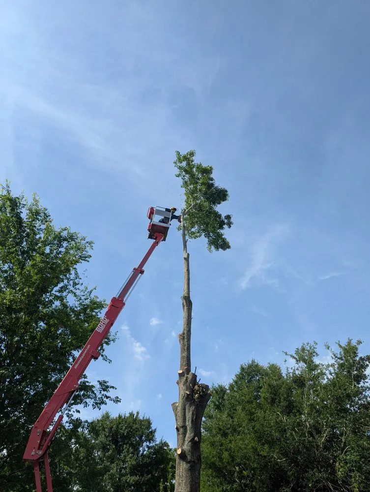 Affordable yard cleanup service experts serving Kenner, LA - Risk Tree Service