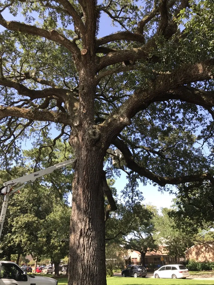 Local residential landscaping in Kenner, LA - Risk Tree Service