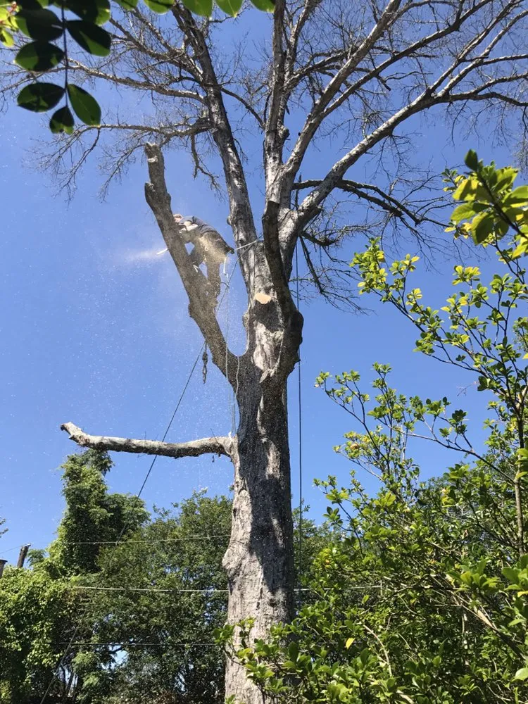 Trusted lawn care service for year-round maintenance in Kenner, LA by Risk Tree Service