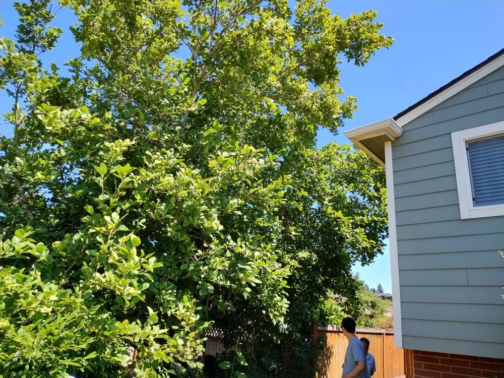 Top-rated yard cleanup service in Bremerton, WA - Rite Away Services