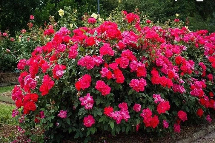 Trusted residential landscaping in West Burlington, IA - Ritter's