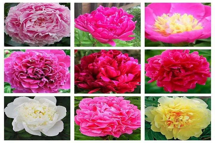 Expert landscaping services in West Burlington, IA - Ritter's