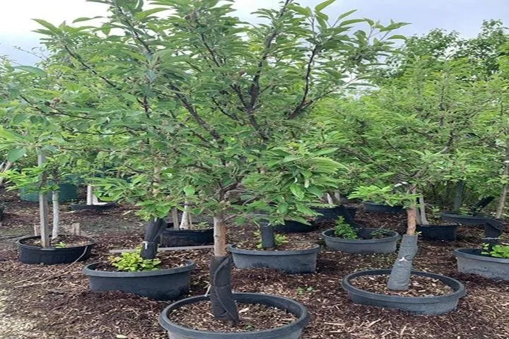 Expert yard cleanup service for beautiful yards across West Burlington, IA - Ritter's