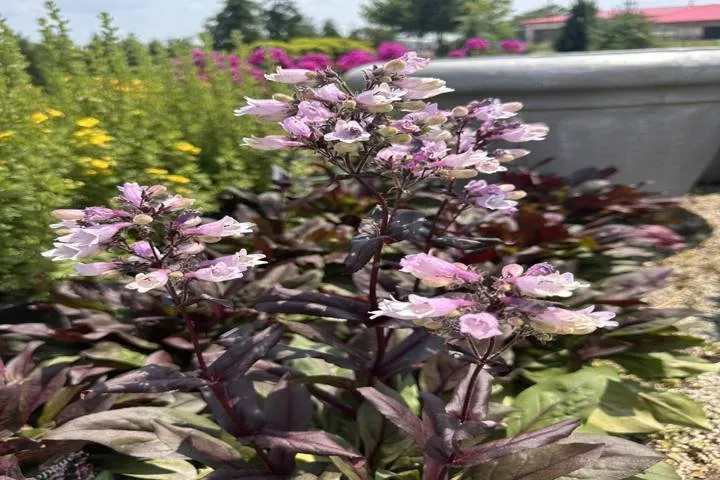 Top-rated landscaping services for residential properties across West Burlington, IA - Ritter's