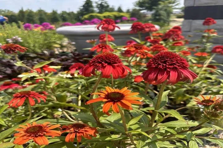 Trusted landscape design with custom design in West Burlington, IA by Ritter's