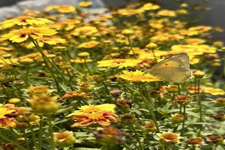 Affordable garden landscaping in West Burlington, IA - Ritter's