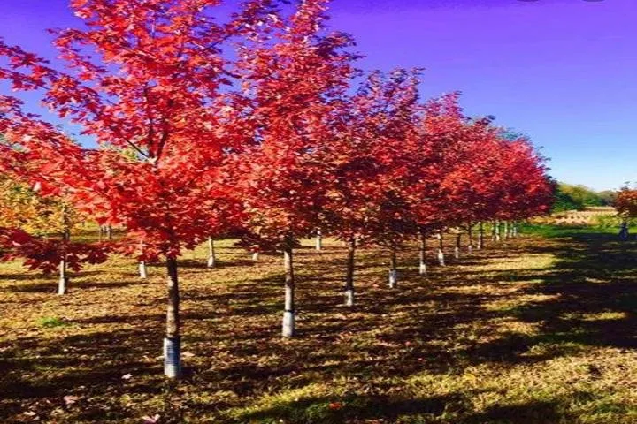 Custom lawn care service for year-round maintenance in West Burlington, IA by Ritter's