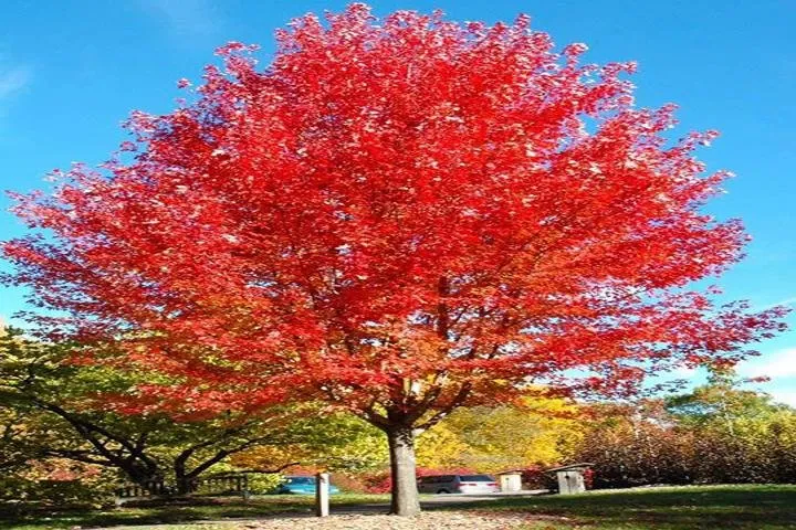 Trusted lawn care service in West Burlington, IA - Ritter's