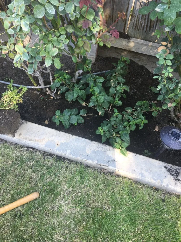 Top-rated residential landscaping for year-round maintenance in Merced, CA by Rivard Lawn Maintenance