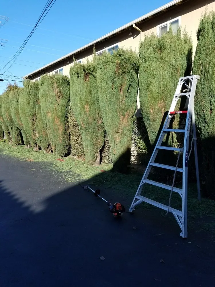 Expert landscape installation experts serving San Leandro, CA - Rivas Landscaping