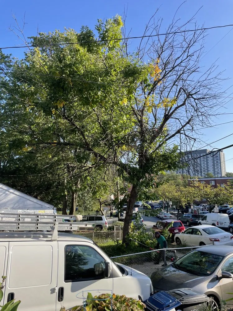 Reliable garden landscaping experts serving Clinton, MD - Rivas Landscaping Services