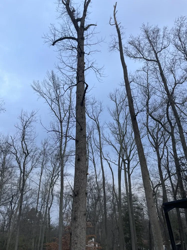 Professional outdoor landscaping with custom design across Clinton, MD - Rivas Landscaping Services