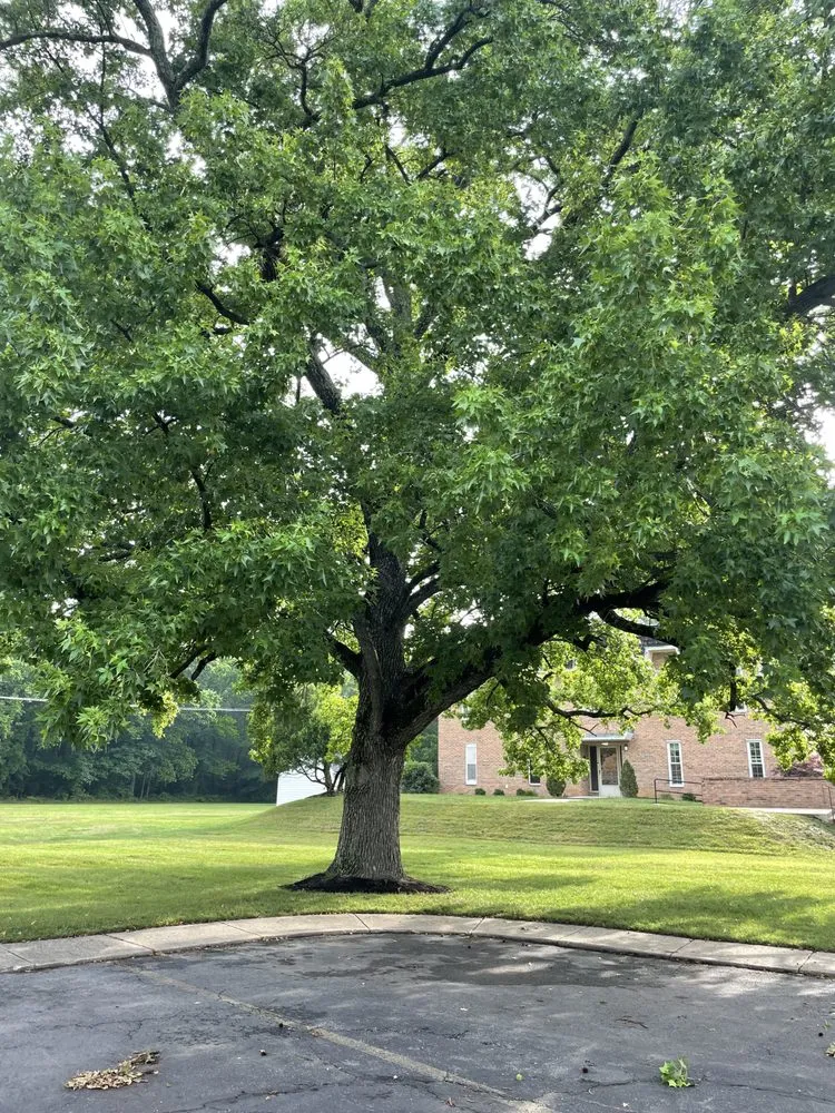 Top-rated yard maintenance in Clinton, MD - Rivas Landscaping Services