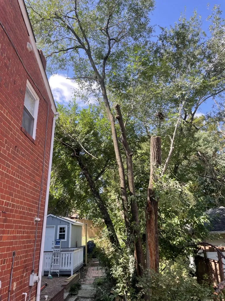 Local yard maintenance for beautiful yards in Clinton, MD by Rivas Landscaping Services