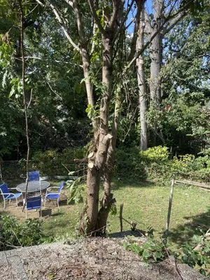 Rivas Landscaping Services