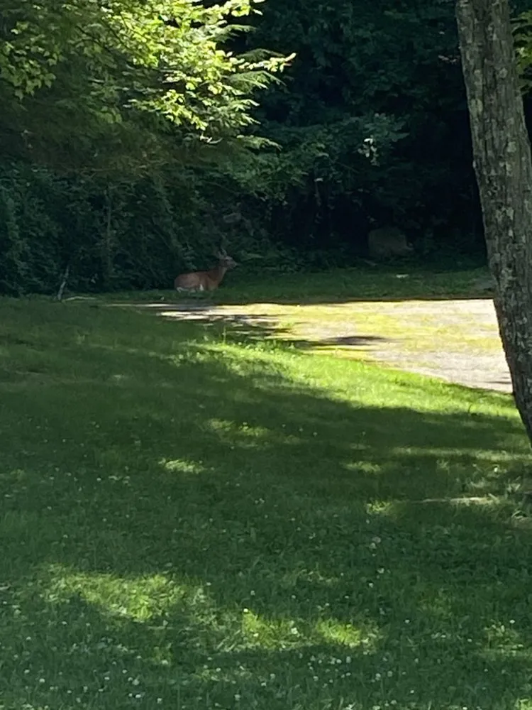 Professional yard cleanup service for beautiful yards across Lake Mohegan, NY - Rivas Landscaping services