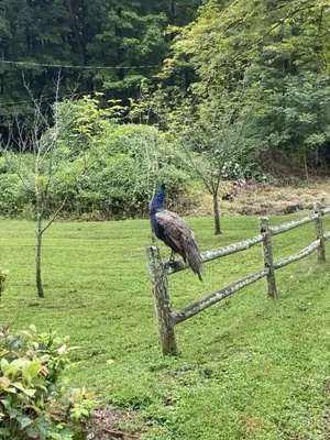 Rivas Landscaping services