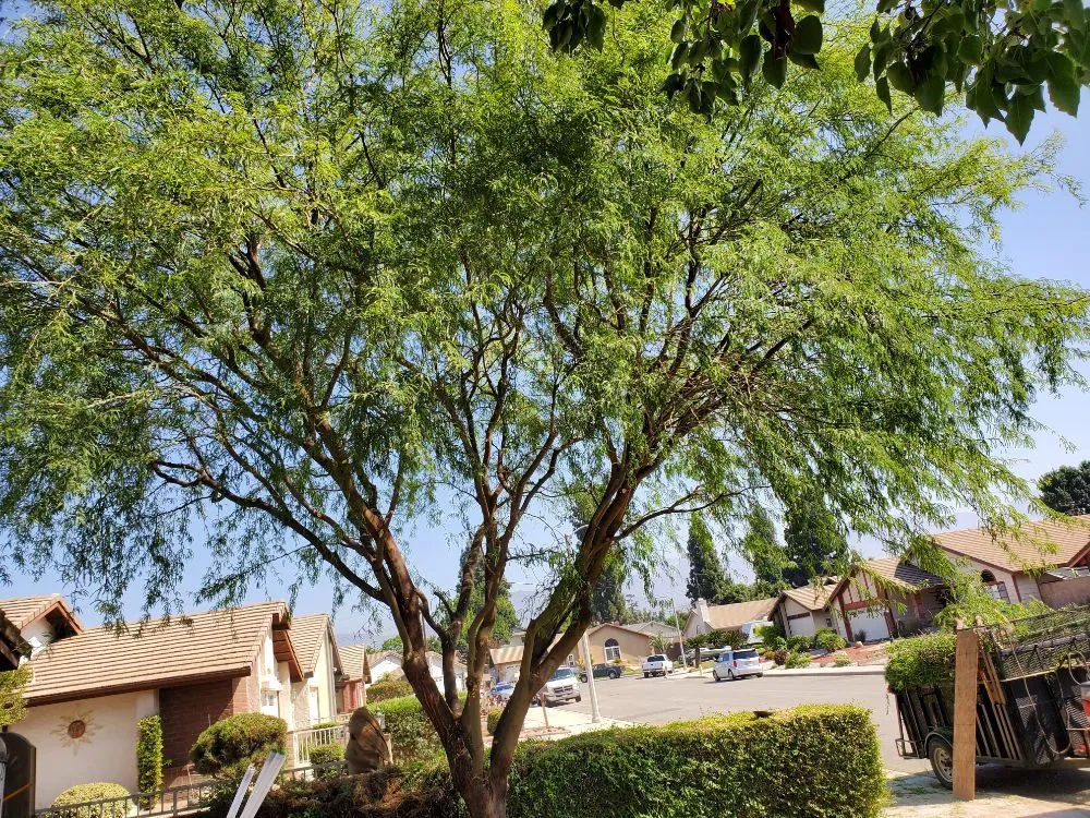 Custom lawn mowing service in La Puente, CA - Rivas Tree Service