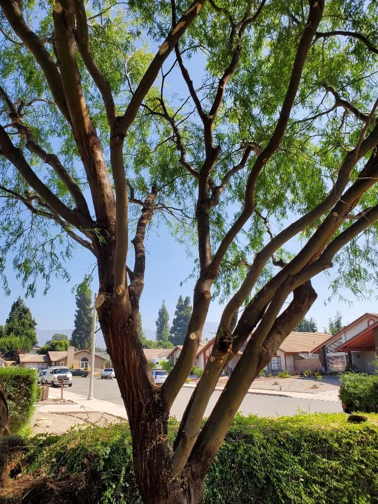 Trusted lawn mowing service near you across La Puente, CA - Rivas Tree Service