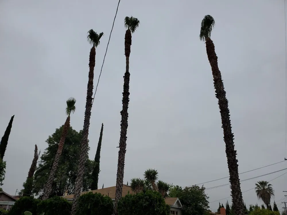 Reliable yard maintenance experts serving La Puente, CA - Rivas Tree Service