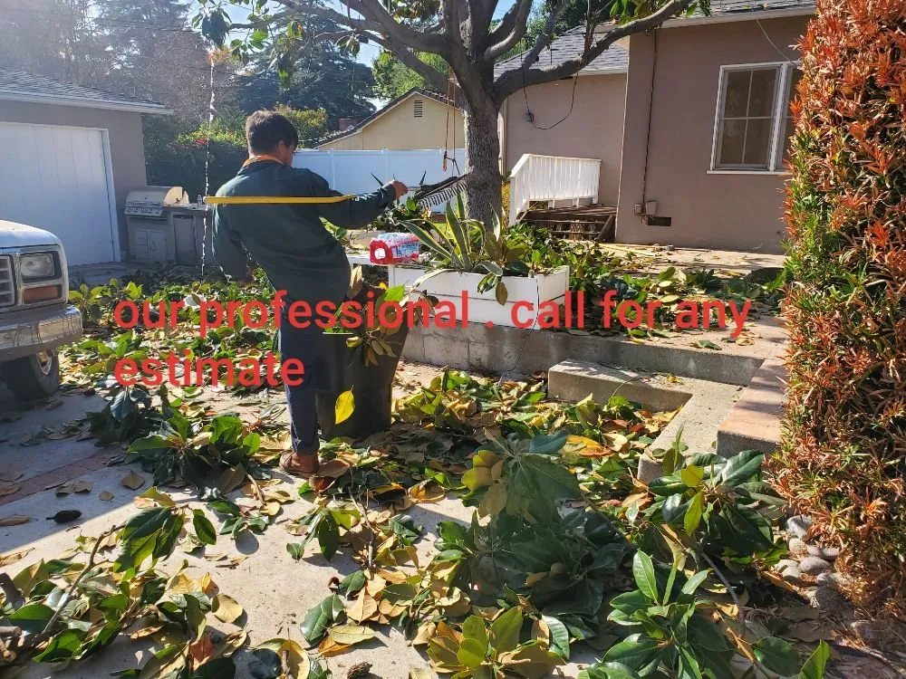Local garden landscaping in La Puente, CA by Rivas Tree Service