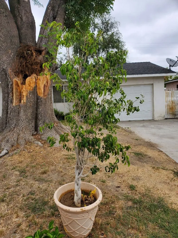 Custom lawn care service in La Puente, CA by Rivas Tree Service