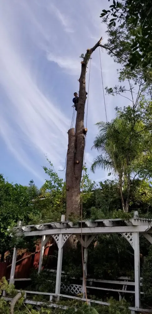 Custom yard maintenance in La Puente, CA by Rivas Tree Service