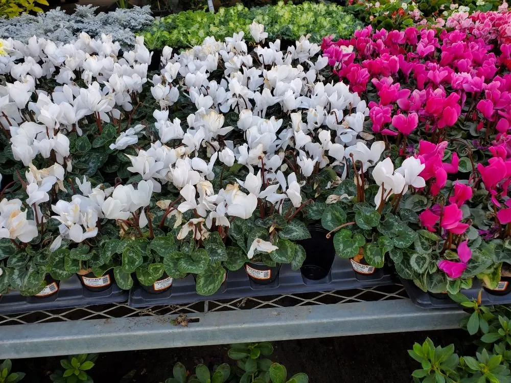 Custom landscape design in La Puente, CA - Rivas Tree Service