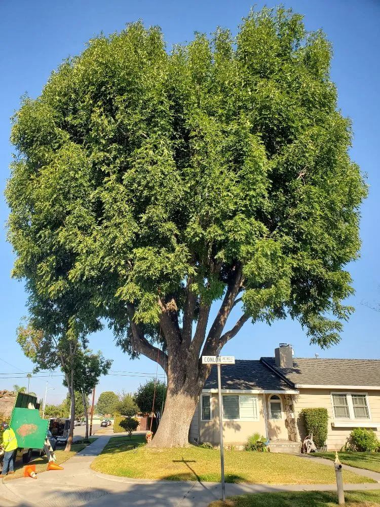 Custom lawn mowing service in La Puente, CA - Rivas Tree Service