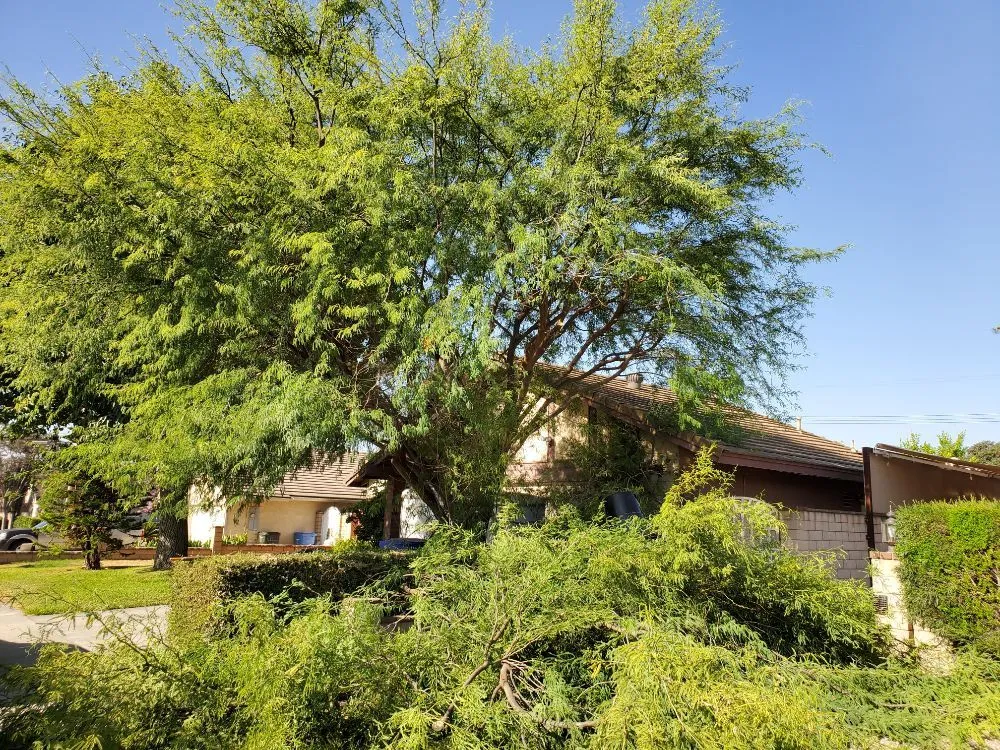 Local lawn care service for year-round maintenance in La Puente, CA by Rivas Tree Service