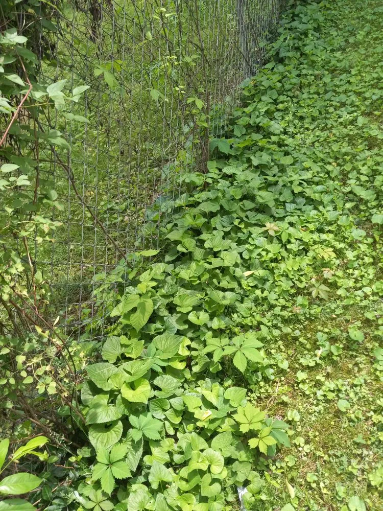 Trusted yard maintenance in Kingston, TN by Rivenbark Lawncare