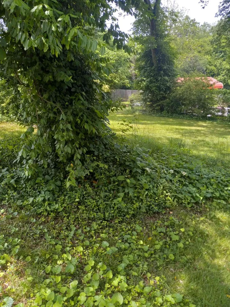 Expert yard cleanup service in Kingston, TN - Rivenbark Lawncare