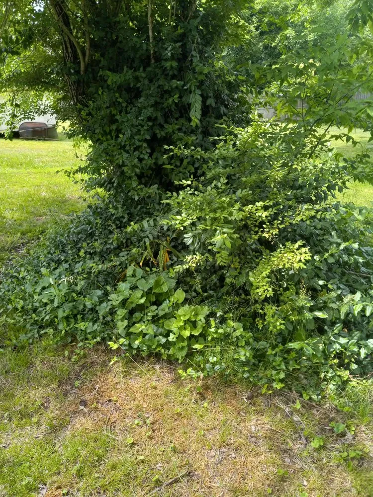 Trusted landscaping services experts serving Kingston, TN - Rivenbark Lawncare