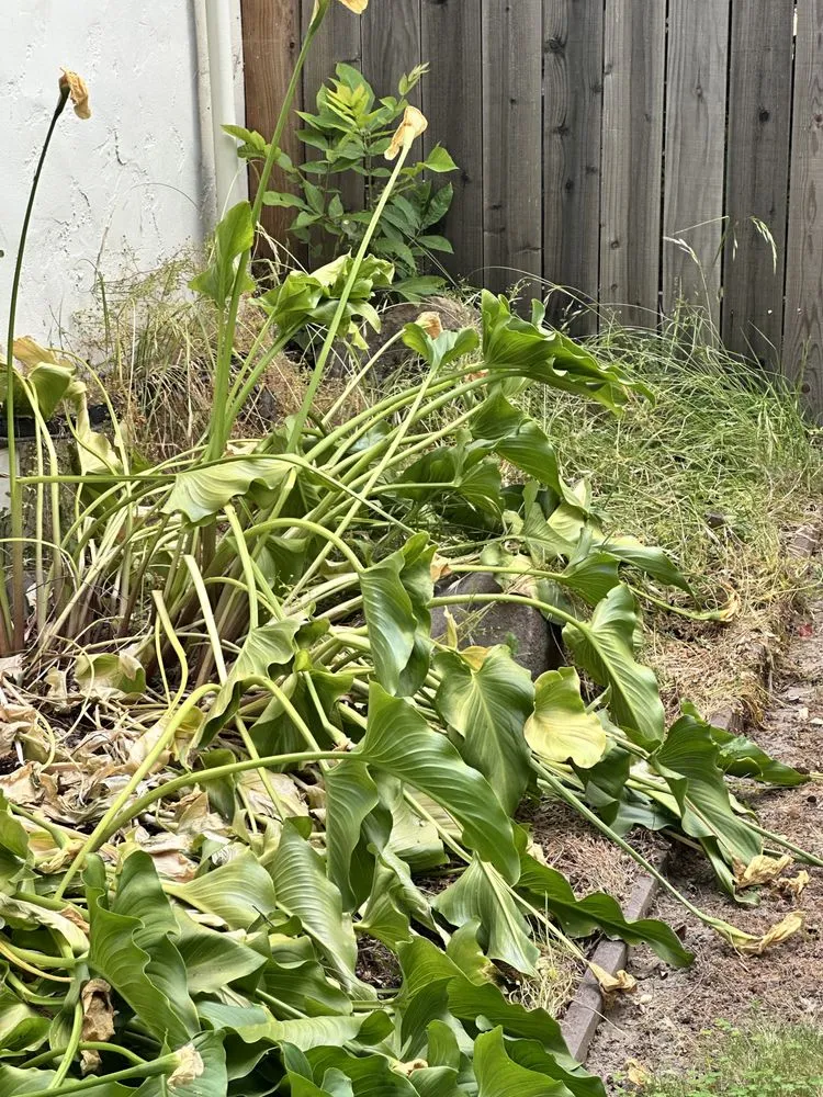 Professional outdoor landscaping in Arden-Arcade, CA - River City Home Heroes