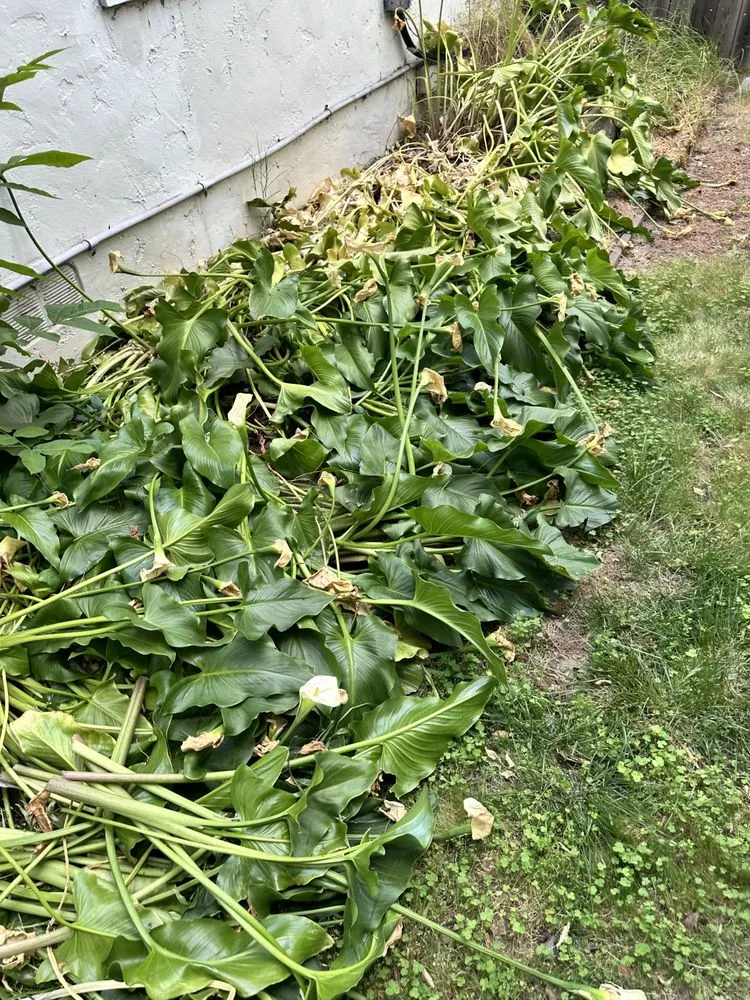 Trusted yard cleanup service for residential properties across Arden-Arcade, CA - River City Home Heroes