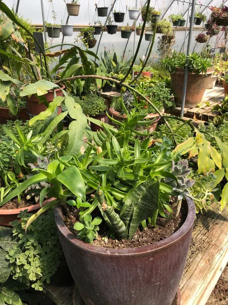 Affordable landscape installation in San Antonio, TX - River City Landscape