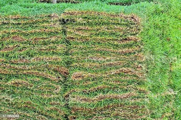 Expert lawn mowing service in San Antonio, TX - River City Landscape