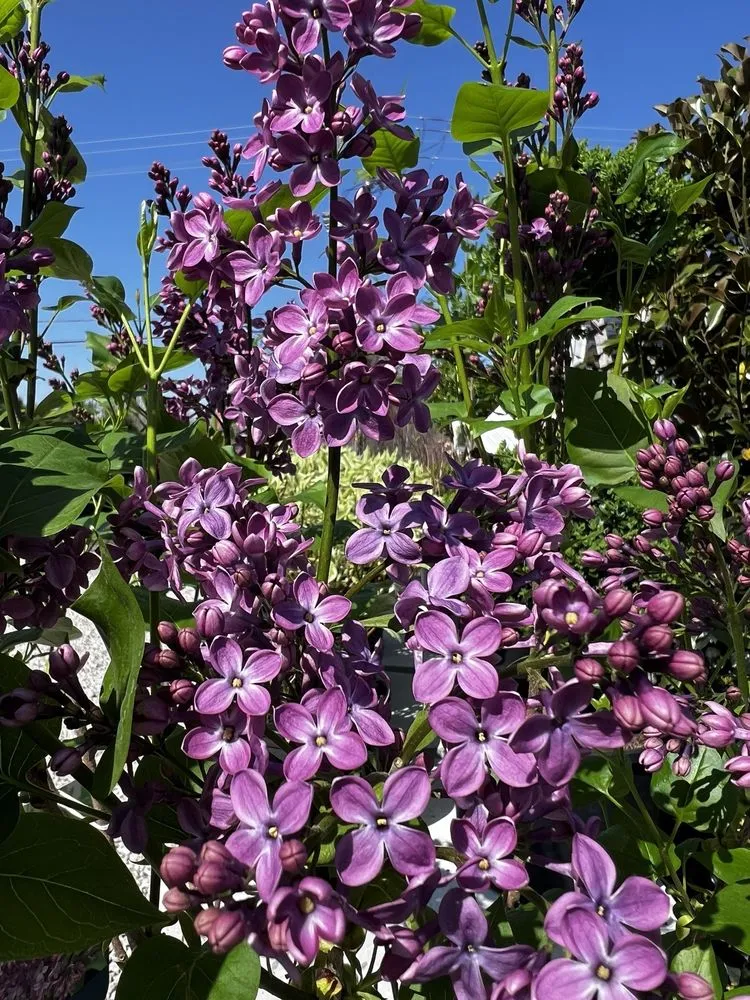 Reliable landscape installation in Madison, IN by River City Nursery