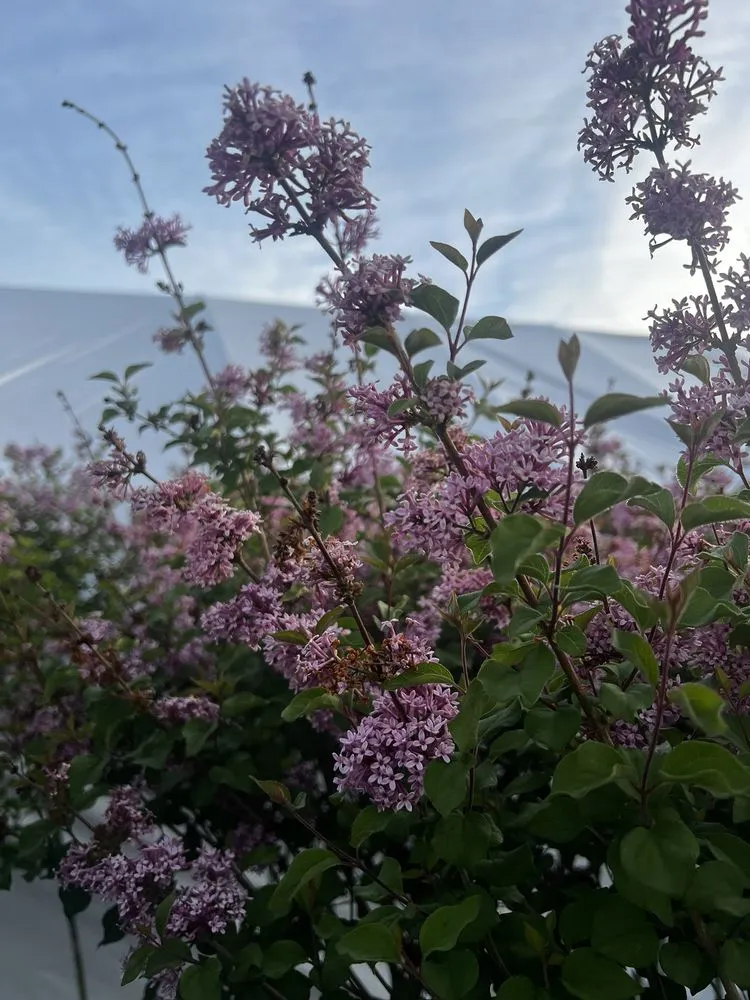 Affordable garden landscaping experts serving Madison, IN - River City Nursery