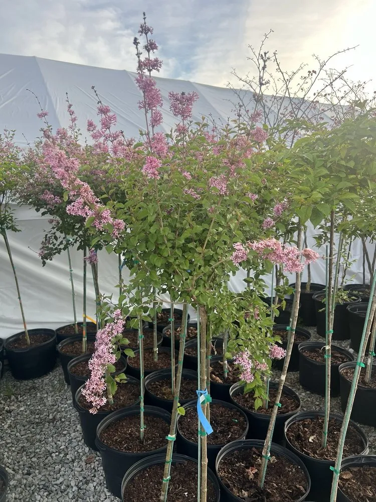 Professional lawn care service in Madison, IN - River City Nursery