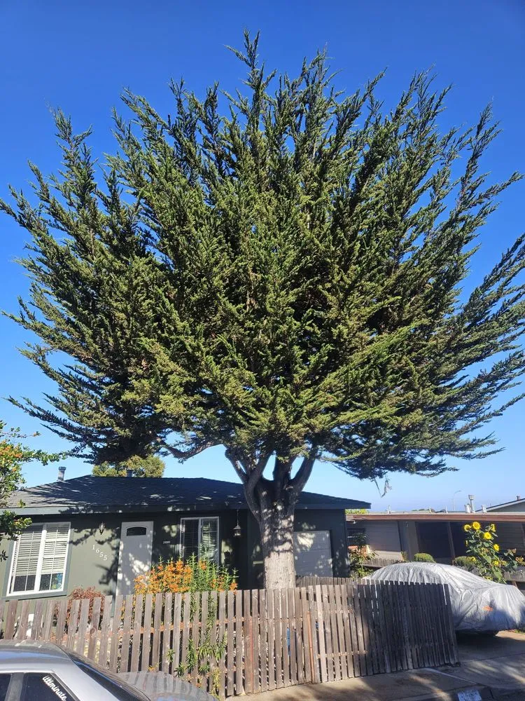 Top-rated landscape design experts serving Monterey, CA - River Landscape & Tree Service