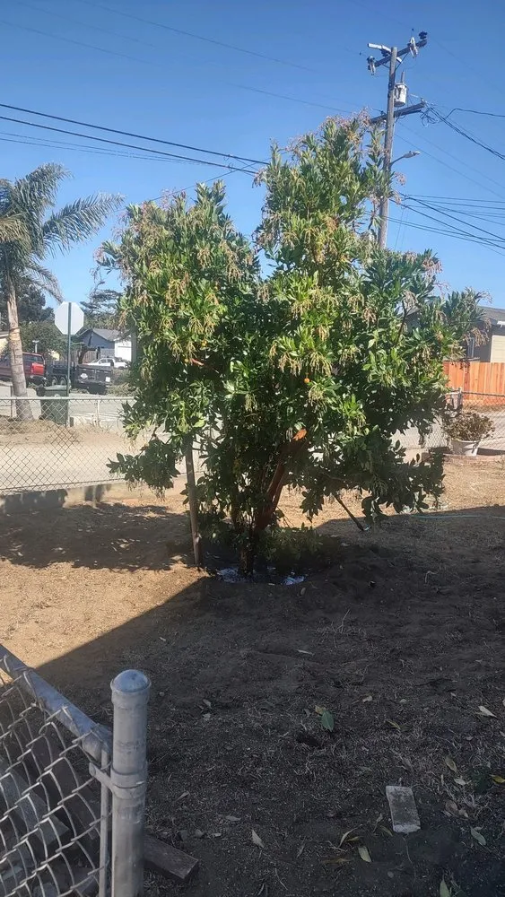 Professional landscape installation in Monterey, CA by River Landscape & Tree Service